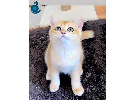 Safkan British Shorthair Golden BRI ny12 erkek