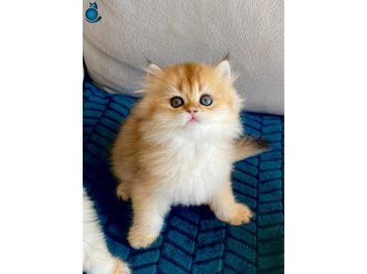 Safkan Golden British Longhair dişi yavru