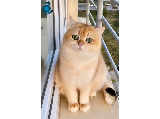 Şecereli British Shorthair BRI ny12 yetişkin erkek