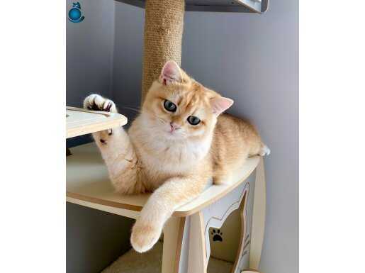 Şecereli Golden ny12 British Shorthair erkek