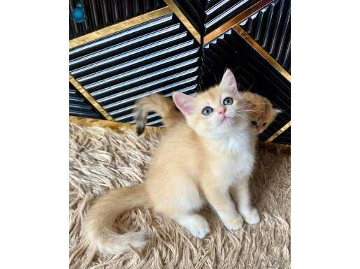 Safkan British Shorthair Golden erkek yavru