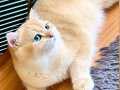 Şecereli British Shorthair Golden ny12 (açıklamayı okuyun) 