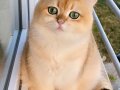 Şecereli  British Shorthair  BRI ny12 yetişkin erkek