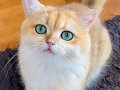 Şecereli üretim için British Shorthair Golden ny12 erkek