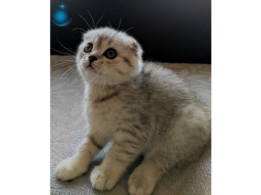 Silver Tabby Scottish Fold