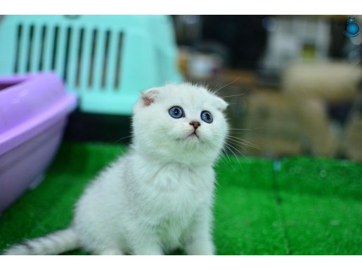 Yok böyle güzellikte silver scottish fold