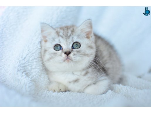 ++ Kalite British shorthair