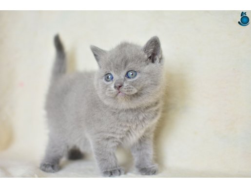 Küt kafa gri british shorthair