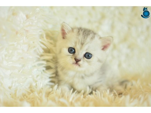 Göz alıcı silver british shorthair