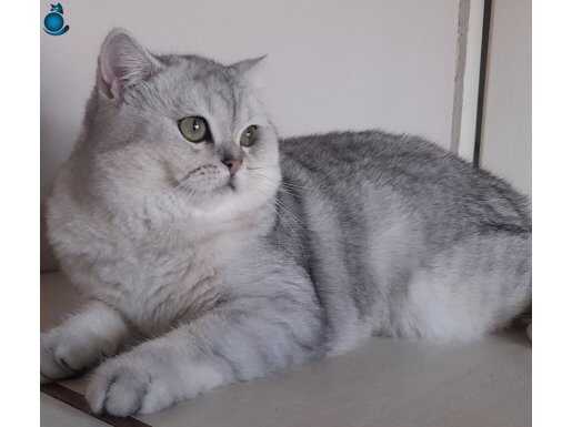 Scottish straight shorthair ns 11 erkek