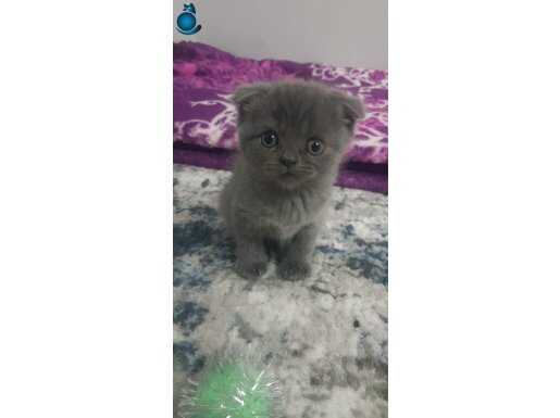 Scottish Blue Point Ve Scottish Fold 2 Adet yavrum kaldi 