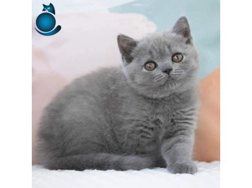 SHOW KALİTE BRITISH SHORTHAIR YAVRULARI