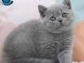 SHOW KALİTE BRITISH SHORTHAIR YAVRULARI