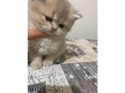 A+ KALİTE British Shorthair NADİR RENK ERKEK 3.SOY