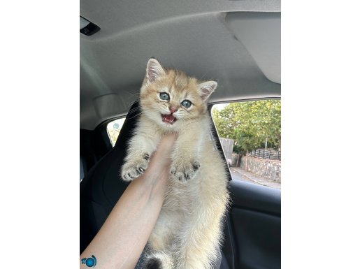 MUKEMMEL GOLDEN BRITISH SHORTHAIR 