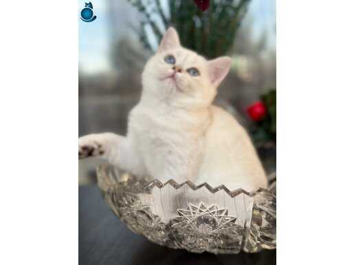 Saf kan British shorthair ns1233