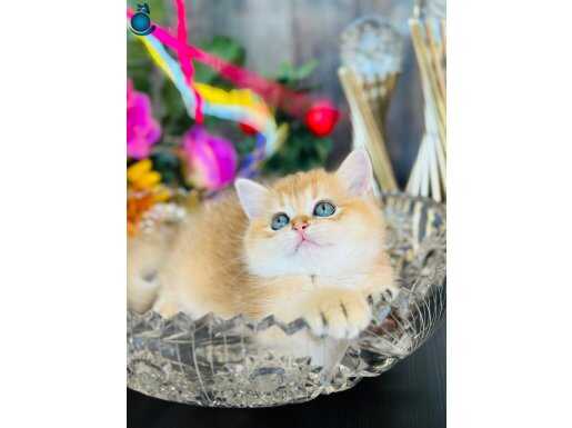 Secereli British shorthair golden 