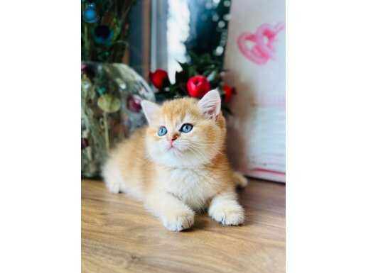 Orijinal British shorthair golden 