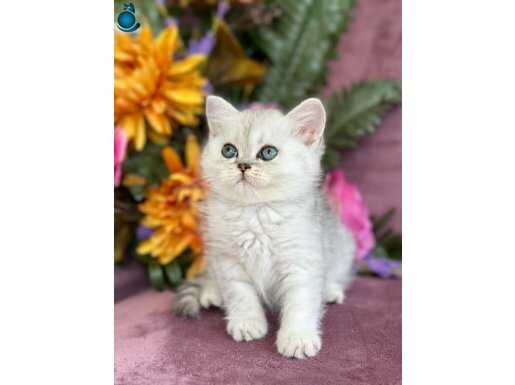 Orijinal British shorthair silver 