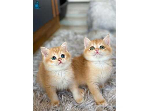 Saf kan British shorthair golden Shell ve Black golden