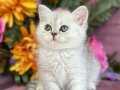 Orijinal British shorthair silver 