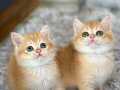 Saf kan British shorthair golden Shell ve Black golden