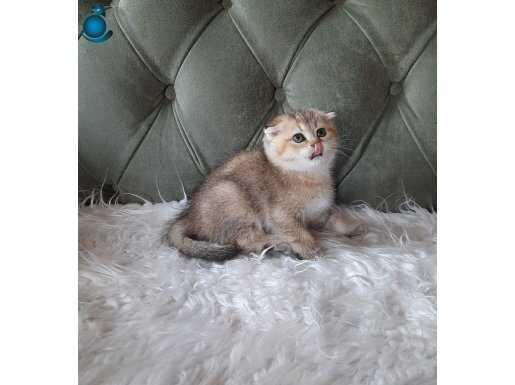 Golden Scottish Fold Erkek 