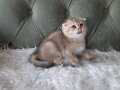 Golden Scottish Fold Erkek 