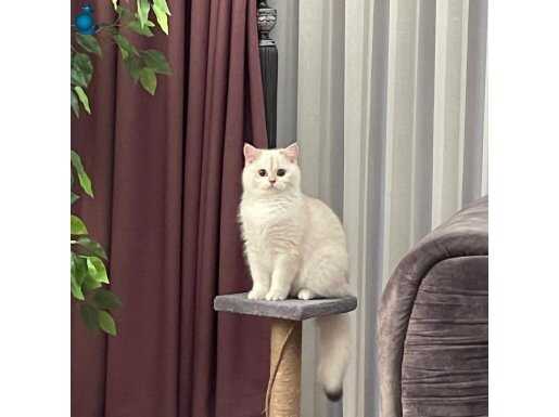 7 aylik Safkan British Shorthair Ny1133 Dişi 