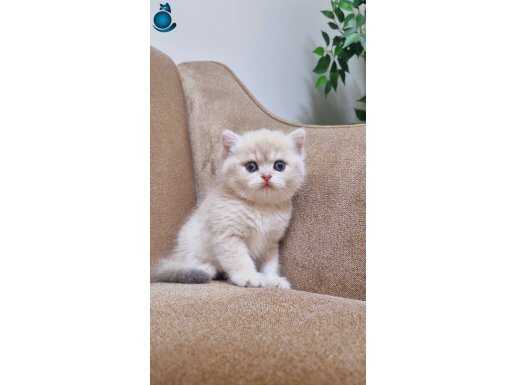 British Shorthair yavrular