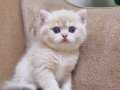 British Shorthair yavrular