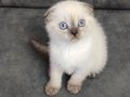 Teslime hazır mükemmel bir Scottish Fold erkek