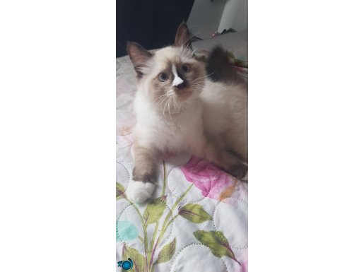 Safkan Ragdoll Yavrularımız Yeni Yuvalarını Arıyor 