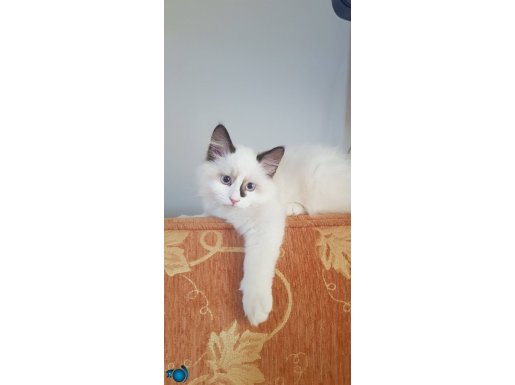 Karne Hediyesi Ragdoll