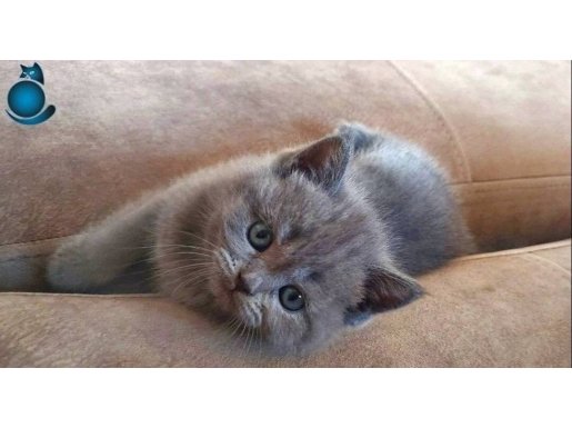 British Shorthair - Çok güzel/Çok hareketli