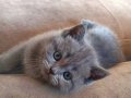 British Shorthair - Çok güzel/Çok hareketli