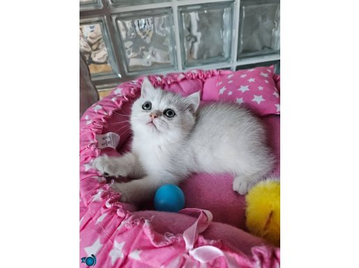 Safkan british shorthair silver yavru 