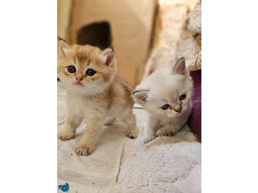 Safkan british shorthair golden yavrular