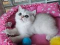 Safkan british shorthair silver yavru 