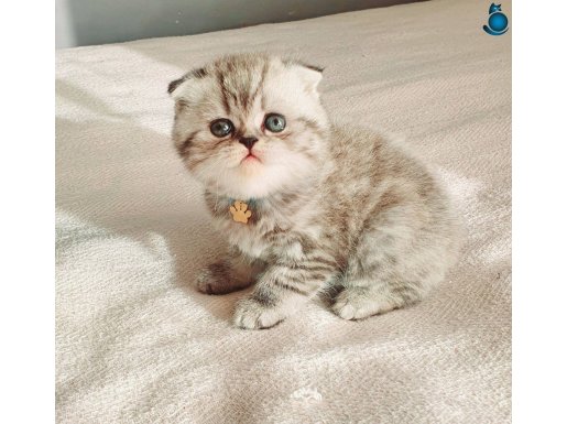 Scottish fold silver tabby ayicik surat