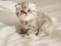 Scottish fold silver tabby ayicik surat