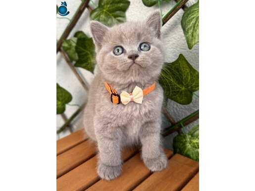 Manken Oğlumuz British Shorthair Lilac 