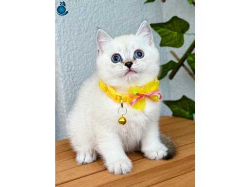 Biblo Oğluşumuz Safkan British Shorthair 