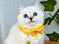 Biblo Oğluşumuz Safkan British Shorthair 