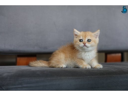 Anne Baba Şecereli golden NY12 Safkan British Shorthair