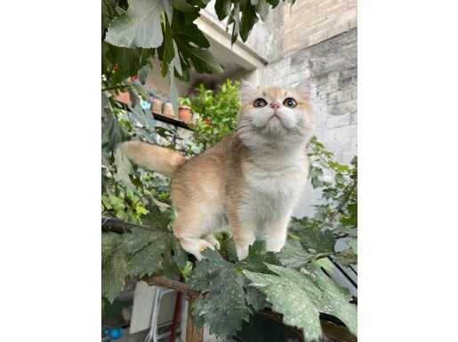 Anne baba Şecereli Safkan British Shorthair