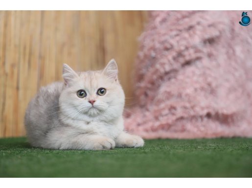 Anne Baba Şecereli Safkan Blue Golden AY12 British Shorthair