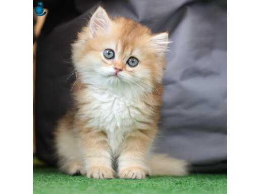 Anne Baba Şecereli Golden Renk British Longhair