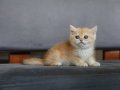 Anne Baba Şecereli golden NY12 Safkan British Shorthair