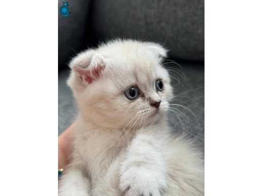 Scottish Fold safkan bebekler 